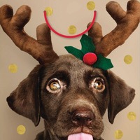 Xmas Bag Large Dog
