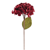 Velvet Hydrangea