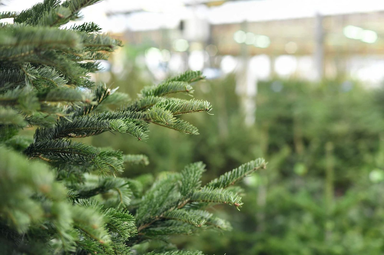 Christmas trees on a market