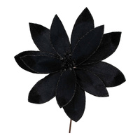Black Velvet Poinsettia Flower