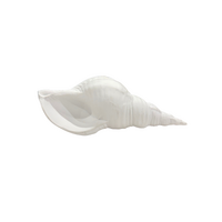 Sea Snail Shell 