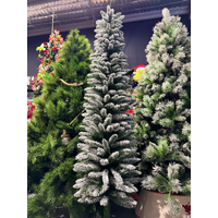 THC2358 6ft (180cm) Hamilton Alpine. 291 Tips Pencil Pine