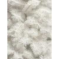 White Alaskan Pine Tree