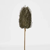 Olive Green Banksia