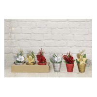 Poinsettia +berries in pot 20cm srt
