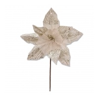 Champagne Poinsettia 18cm