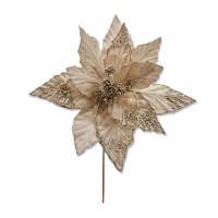 Champagne Poinsettia 50x38cm