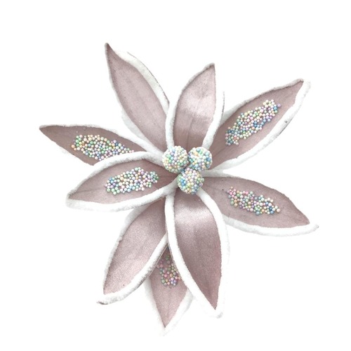 Pink Poinsettia