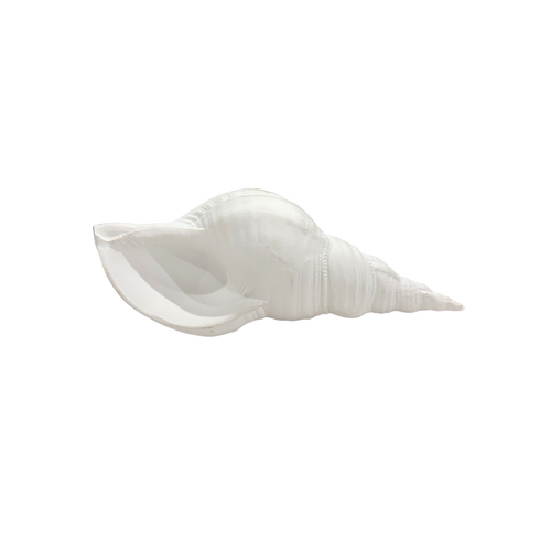 Sea Snail Shell 