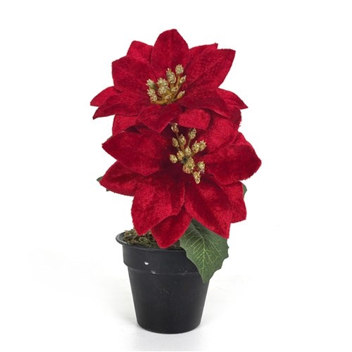 20cm Red Poinsettia in Pot