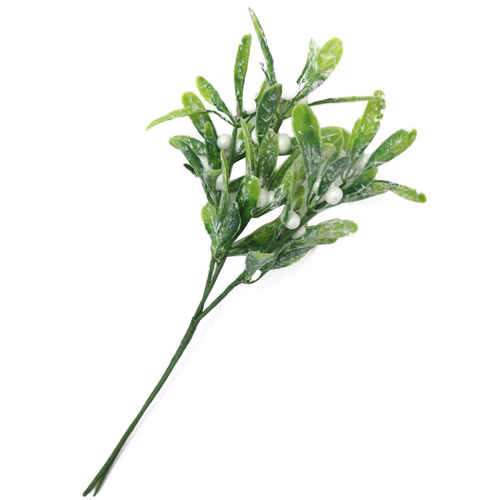 Mistletoe with  White Berries