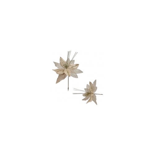 Champagne Poinsettia 40x32cm