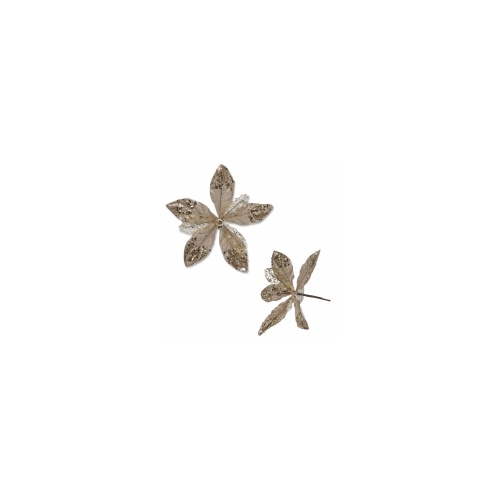 Champagne Poinsettia 20x20cm
