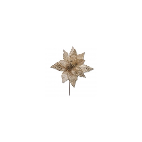 Champagne Poinsettia 50x38cm