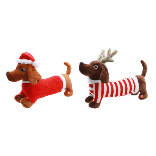 Dachshund - Cute!